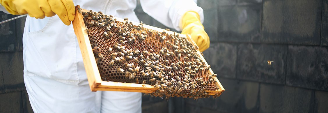 Why the rooftops are alive with the buzz of bees